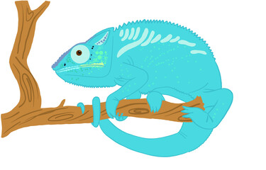 Vector illustration of a bright blue chameleon sitting on a branch on a white background. Flat vector illustration in cartoon style. For postcards, posters, stickers