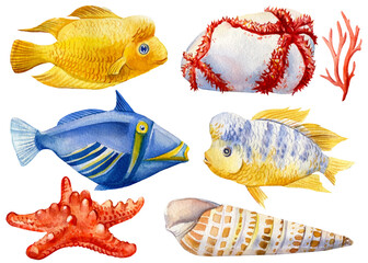 Set of Marine life. Seashells, fish, sea cucumber, starfish on an isolated white background, watercolor illustration
