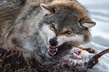Angry Grey Wolf. European Wolf ( Canis Lupus ) With Bared Jaws And Yellow Eyes Protects Its Prey. Animal Grin. Wolf's Gaze - 424042276