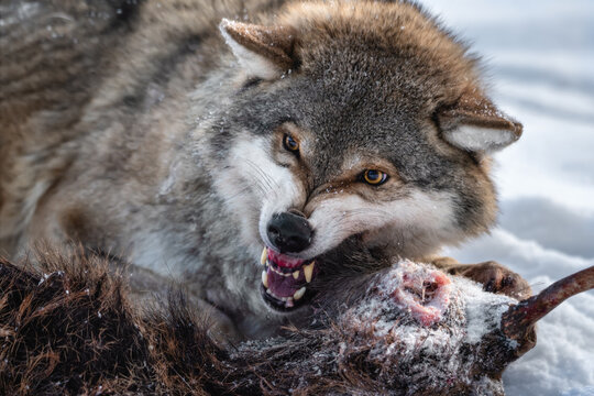 Angry Grey Wolf. European Wolf ( Canis Lupus ) With Bared Jaws And Yellow Eyes Protects Its Prey. Animal Grin. Wolf's Gaze