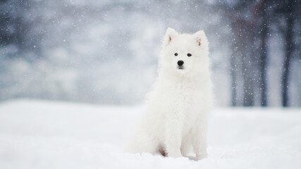 Obraz na płótnie Canvas white samoyed dog in winter snow nature forest