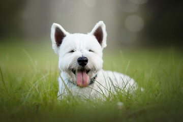 west highland white terrier dog on grass in green park