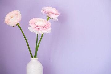 Persian buttercup. Bunch pale pink ranunculus flowers light background.