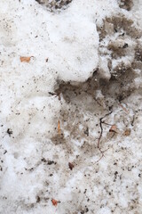 The background of last year's old snow in the city in early spring