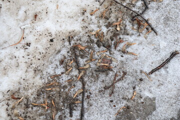 The background of last year's old snow in the city in early spring