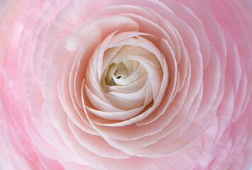 Fototapeta na wymiar Persian buttercup. Bunch pale pink ranunculus flowers light background.