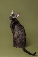 cornish rex cat on green background
