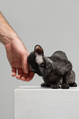 cornish rex cat with person hand on white background
