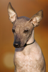 xoloitzcuintle dog in orange sunny autumn park in different poses