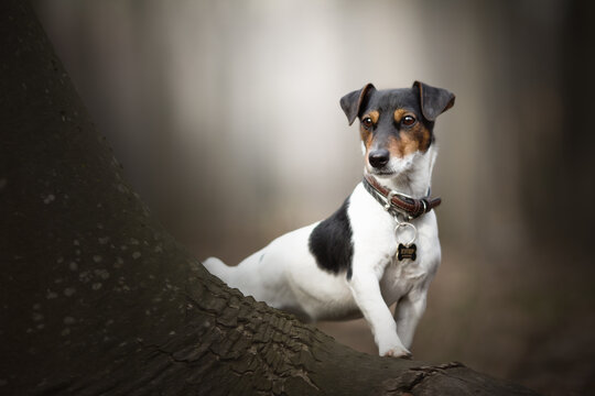 jack russell terrier puppy in autumn nature