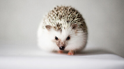 hedgehog on white background