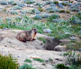 Gray or Altai marmot is a large rodent at the entrance to its burrow in the mountains.