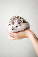 hedgehog on hands on white background