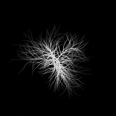 White tree 3d rendering. Tree picture. Black background.