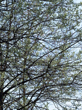 Salix caprea | Sal-Weide oder Kätzchenweide mit grünliche Weibliche Kätzchen blühende in einem aufrecht orientierten auf nackten Zweigen Im zeitigen Frühjahr