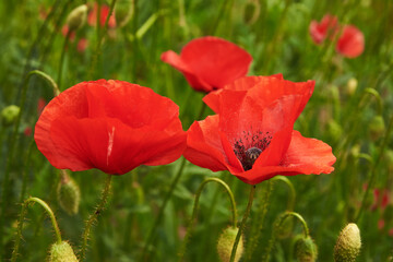 Obraz premium Buds and flowers of red poppy on a sunny day