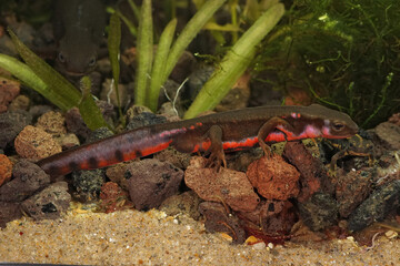 Closeup of an aquatic , colorful male Japanese firebelied newt, Cynops pyrrhogaster