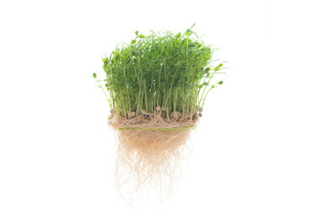 Raw pea microgreen sprouts isolated on white background.
