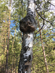 an interesting growth on a birch tree, similar to a face