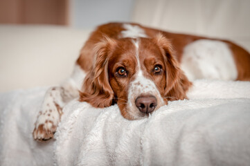 Laying happy dog on a sofa couch at home. Purebred welsh springer spaniel healthy dog.