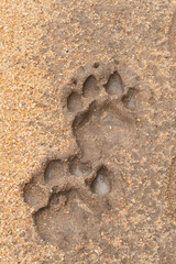Lion footprints in mud on a safari in South Africa