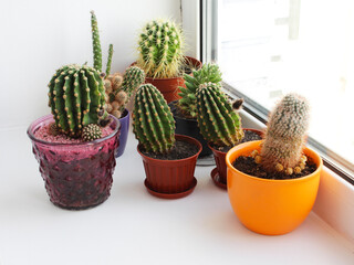 Cacti grow in colorful pots on the windowsill in the house. Houseplants, cacti Beautiful different cacti in pots on a windowsill indoors.
