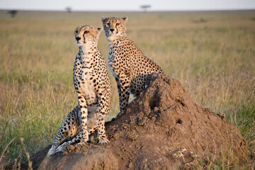 Cheetahs standing on top a dirt mount