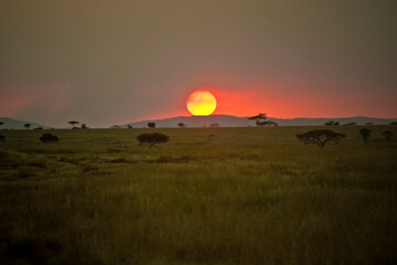 Sunset on the Serengeti park, in Tanzania