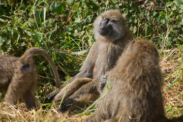 African monkey on the Serengeti National Park meditates with eyes closed