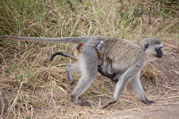 African monkey carries baby on the Serengeti National Park, Tanzania