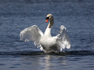 Obraz premium Mute swan fighting and flapping and threatening other male Mute Swan in breeding season in the bay in early spring. Nasty pecking involved