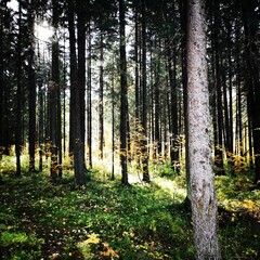 Naklejka premium Sunbeam in the forest