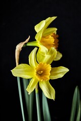 Daffodil polychrome Tazetta - spring yellow flowers, dark background. macro