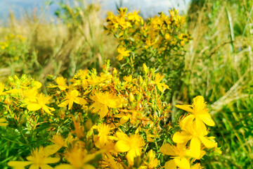 St. John’s wort (Hypericum perforatum) is a flowering plant with yellow flowers in field, healing herb