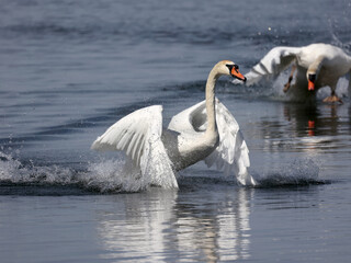 Mute swan fighting and flapping and threatening other male Mute Swan in breeding season in the bay in early spring. Nasty pecking involved