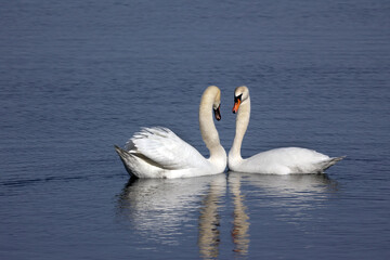 Fototapeta premium Mute swan fighting and flapping and threatening other male Mute Swan in breeding season in the bay in early spring. Nasty pecking involved