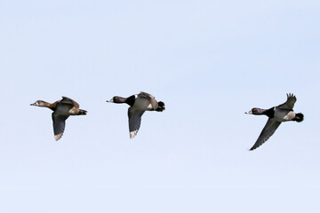 Ring necked ducks flapping and flying and landing in lake right in front of me in early spring