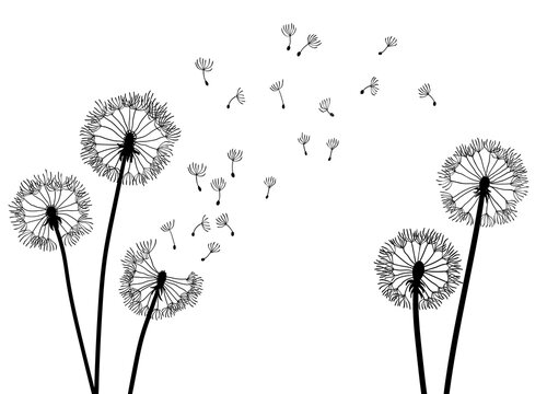 Dandelion time background. The wind inflates a dandelion. Black silhouette with flying dandelion buds on a white. Hand drawn flying blow dandelion buds