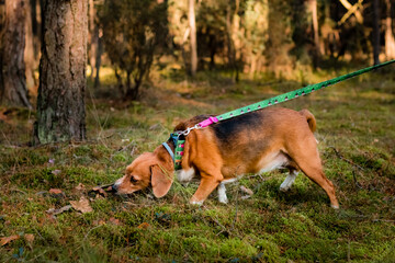 pies szukający zapachu w lesie