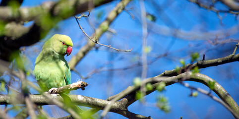 Cute rose-ringed parakeet (Psittacula krameri) on a tree branch on a sunny day