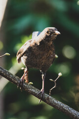 Amsel Nahaufnahme Stadtpark