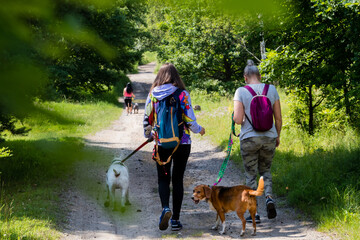 Fototapeta spacer z psem w lesie obraz