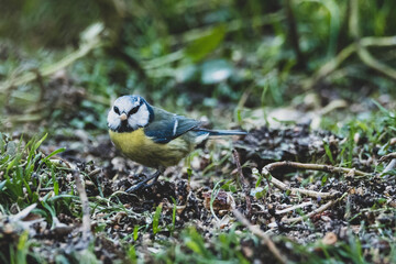Blaumeise Stadtpark