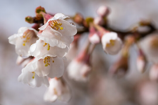 Fuji Cherry, Prunus Incisa