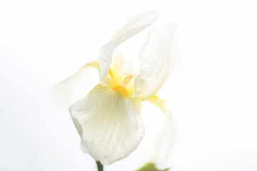 Naklejka na ściany i meble Flower iris close up aesthetics white color