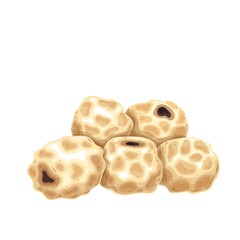 Chufa tiger nuts illustration