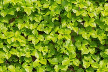 Fototapeta na wymiar Hydrangea petiolaris in full growth phase of its leaves. green vegetable background.
