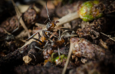 ants on the ground