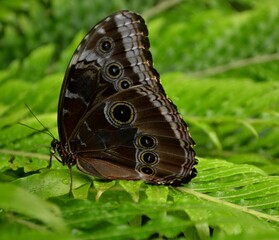A brown butterfly on a leaf