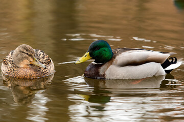 Male Mallard duck in foreground swimming in a lake with her male partner in the background.